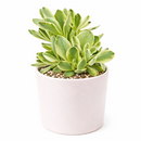2 inch / 4 inch crassula variegated money maker live succulent plant for sale, crassula variegated money maker starter plant, decorative money maker plant for home office