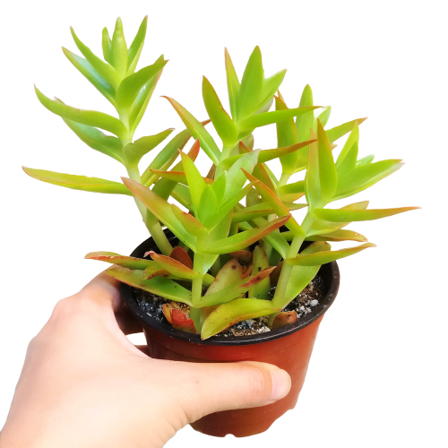 Crassula Campfire Succulent, Succulents shop near me, Succulents, monthly succulents, succulent subscription, succulent care, Rare succulents, succulents garden, succulents shop in California, Crassula Campfire Succulent in California, How to grow Crassula Campfire Succulent, crassula, crassula plant, crassula succulent, crassula types, crassula varieties, types of crassula, crassula species, crassulas, succulent crassula