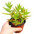 Crassula Campfire for Sale, succulents shop in California, succulent plant, succulent subscription, succulent care tips, indoor succulents, succulents garden, how to grow succulents