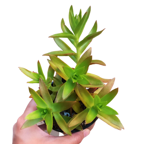 Crassula Campfire Propeller Plant, succulent subscription, succulent care tips, succulent care, succulents store in CA, cactus, Succulents, succulent care guide, Rare succulents, Crassula Campfire plant in California, How to grow Crassula Campfire plant, crassula, crassula plant, crassula succulent, crassula types, crassula varieties, types of crassula, crassula species, crassulas, succulent crassula