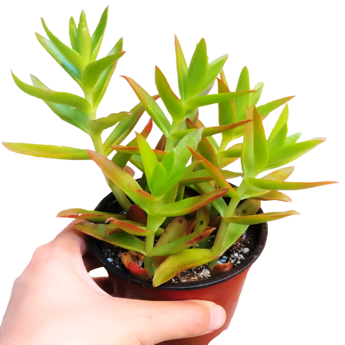 Crassula Campfire with Succulent Care, Rare succulents, succulents garden, cactus, succulents store in CA, succulent plant, succulents shop in California, Succulents, succulent care tips, Crassula Campfire in California, How to grow Crassula Campfire, crassula, crassula plant, crassula succulent, crassula types, crassula varieties, types of crassula, crassula species, crassulas, succulent crassula