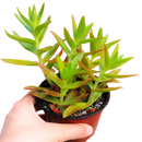 Crassula Campfire for Sale, succulents shop in California, succulent plant, succulent subscription, succulent care tips, indoor succulents, succulents garden, how to grow succulents