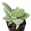 buy succulents online, rare succulent, succulent shop, unusual succulents, succulent store, succulents online