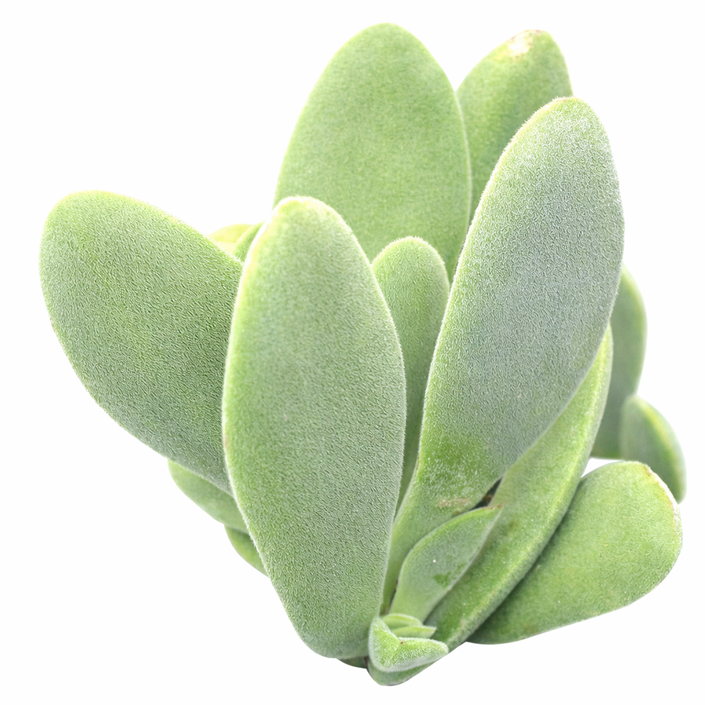 Crassula cephalophora succulent for sale online, green succulent, succulent gift ideas