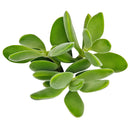 2 inch crassula cephalophora live succulent plant for sale, rare crassula cephalophora unusual succulent plant, easy care crassula cephalophora for beginners