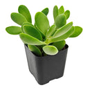 2 inch crassula cephalophora live succulent plant for sale, rare crassula cephalophora unusual succulent plant, easy care crassula cephalophora for beginners