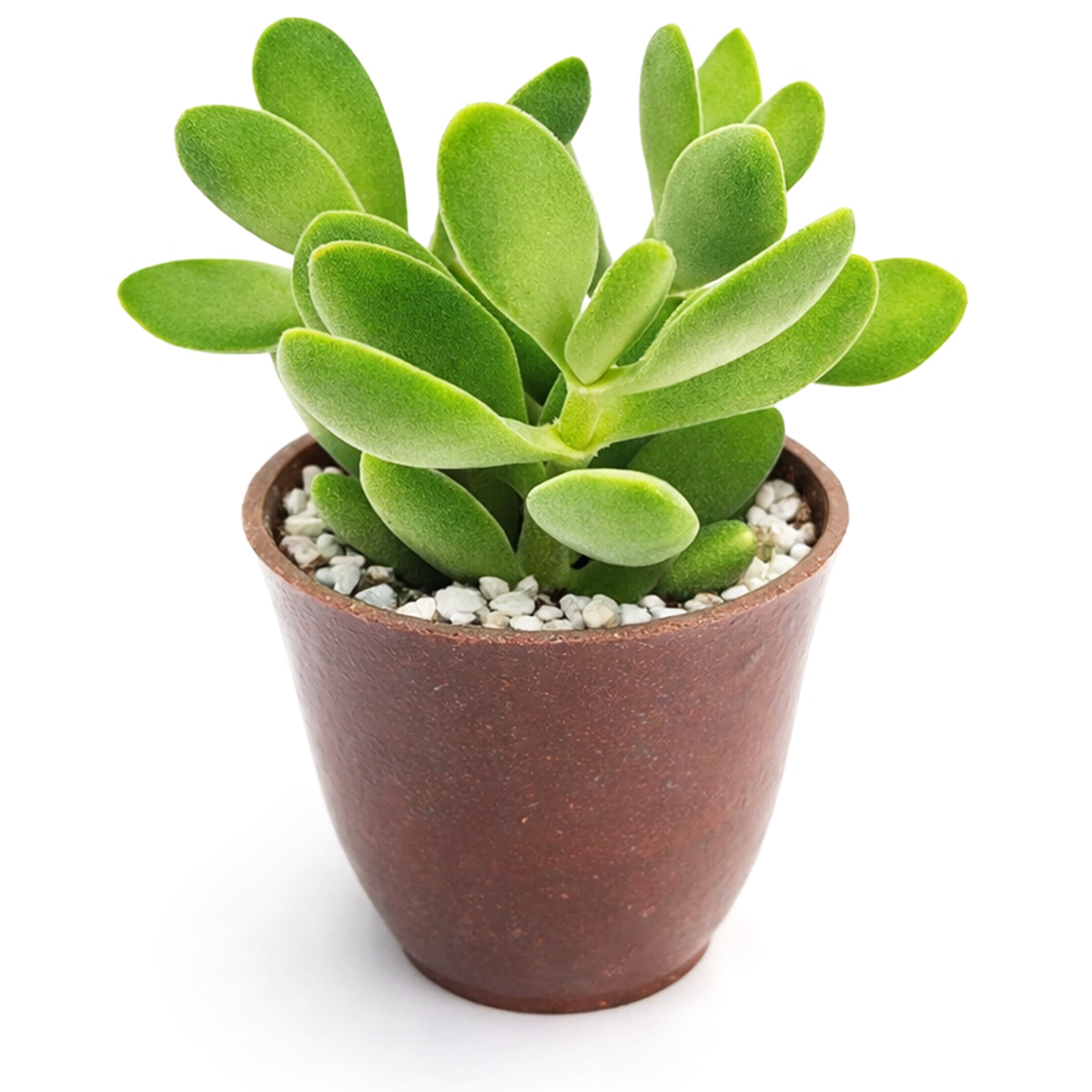 2 inch crassula cephalophora live succulent plant for sale, rare crassula cephalophora unusual succulent plant, easy care crassula cephalophora for beginners