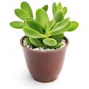 2 inch crassula cephalophora live succulent plant for sale, rare crassula cephalophora unusual succulent plant, easy care crassula cephalophora for beginners