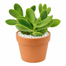 2 inch crassula cephalophora live succulent plant for sale, rare crassula cephalophora unusual succulent plant, easy care crassula cephalophora for beginners