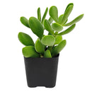 2 inch crassula cephalophora live succulent plant for sale, rare crassula cephalophora unusual succulent plant, easy care crassula cephalophora for beginners