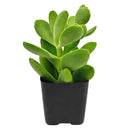 2 inch crassula cephalophora live succulent plant for sale, rare crassula cephalophora unusual succulent plant, easy care crassula cephalophora for beginners