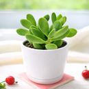 2 inch crassula cephalophora live succulent plant for sale, rare crassula cephalophora unusual succulent plant, easy care crassula cephalophora for beginners