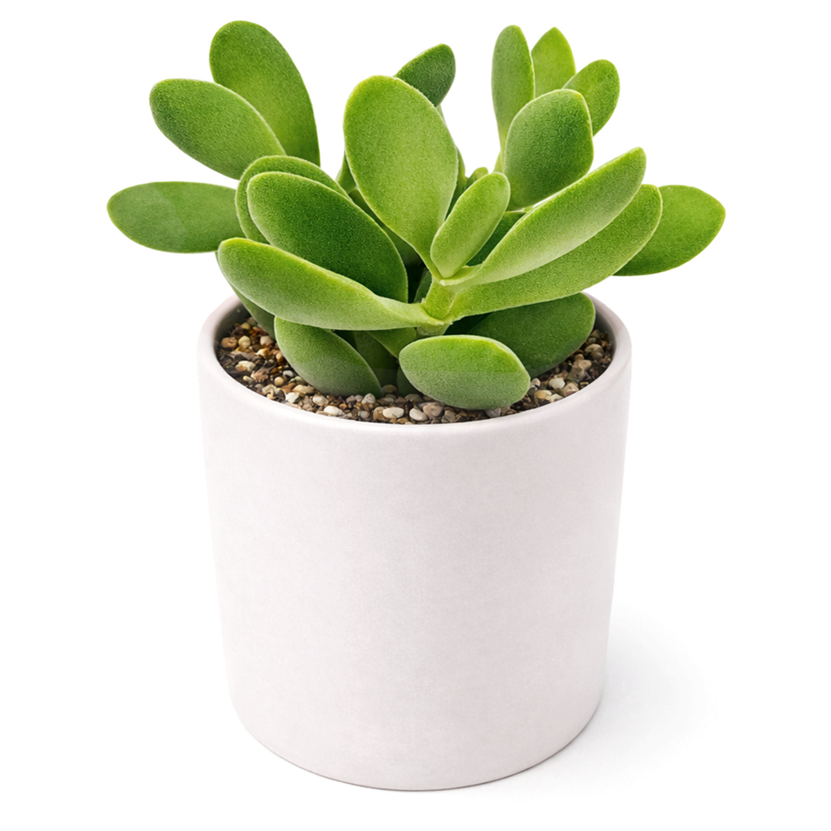 Crassula cephalophora succulent for sale online, green succulent, succulent gift ideas