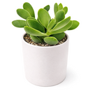 2 inch crassula cephalophora live succulent plant for sale, rare crassula cephalophora unusual succulent plant, easy care crassula cephalophora for beginners
