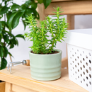 2 inch Crassula dependens - Slab Stonecrop, green succulents, indoor outdoor succulents, succulent care guide, buy succulents online