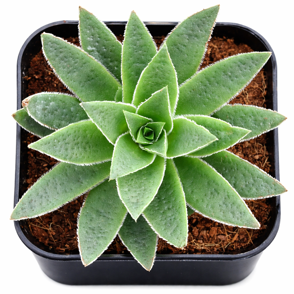 2 inch Fairy Tongue, green succulents, indoor succulents, succulent care guide, buy succulents online