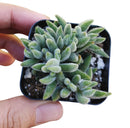 crassula mesembryanthemoides for sale, jade plant, succulent care tips, how to grow succulents, succulents store in CA, monthly succulents, succulent plant, succulent subscription, Succulents shop near me, cactus, crassula mesembryanthemoides in California, How to grow crassula mesembryanthemoides, crassula, crassula plant, crassula succulent, crassula types, crassula varieties, types of crassula, crassula species, crassulas, succulent crassula