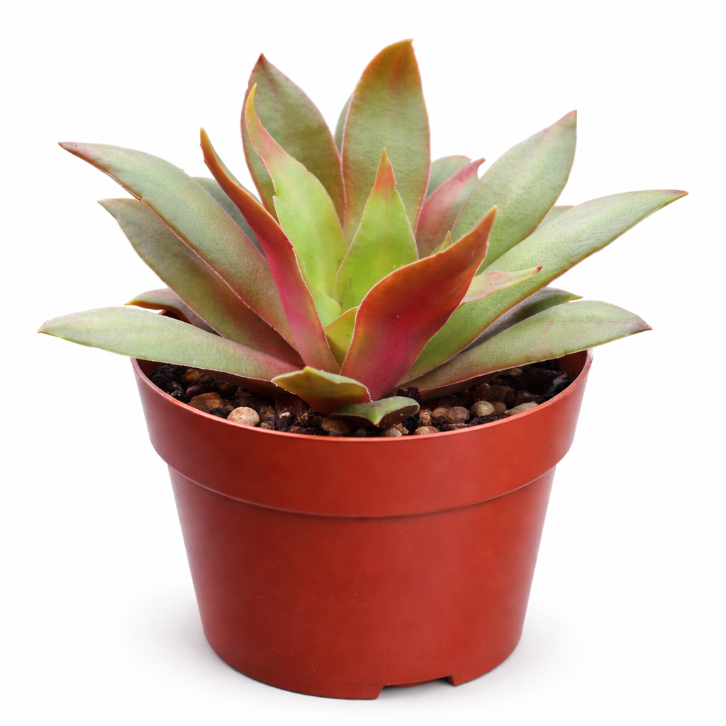 2 inch Crassula orbicularis var. rosularis, green succulents, indoor succulents, succulent care guide, buy succulents online