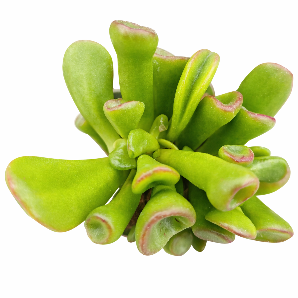 2 inch Crassula ovata 'Ogre Ears' Jade, green succulents, indoor succulents, succulent care guide, buy succulents online