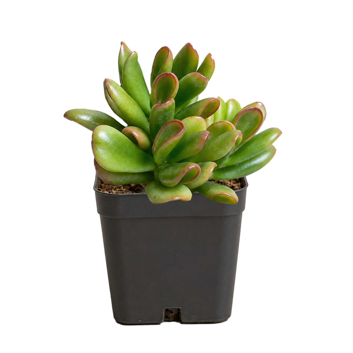 2 inch Crassula ovata ‘Hobbit’, green succulents, indoor succulents, succulent care guide, buy succulents online