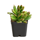 2 inch Crassula ovata 'Hobbit' Jade live plant for sale, succulent gift for plant lovers, sun loving jade succulent, unusual crassula succulent variety