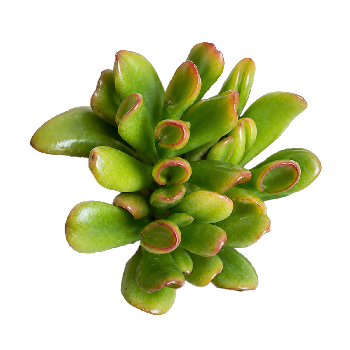 2 inch Crassula ovata 'Hobbit' Jade live plant for sale, easy care jade plant, drought tolerant succulent plant, bonsai style jade succulent, collectible crassula ovata variety, thick tubular succulent leaves