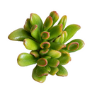 2 inch Crassula ovata 'Hobbit' Jade live plant for sale, succulent gift for plant lovers, sun loving jade succulent, unusual crassula succulent variety
