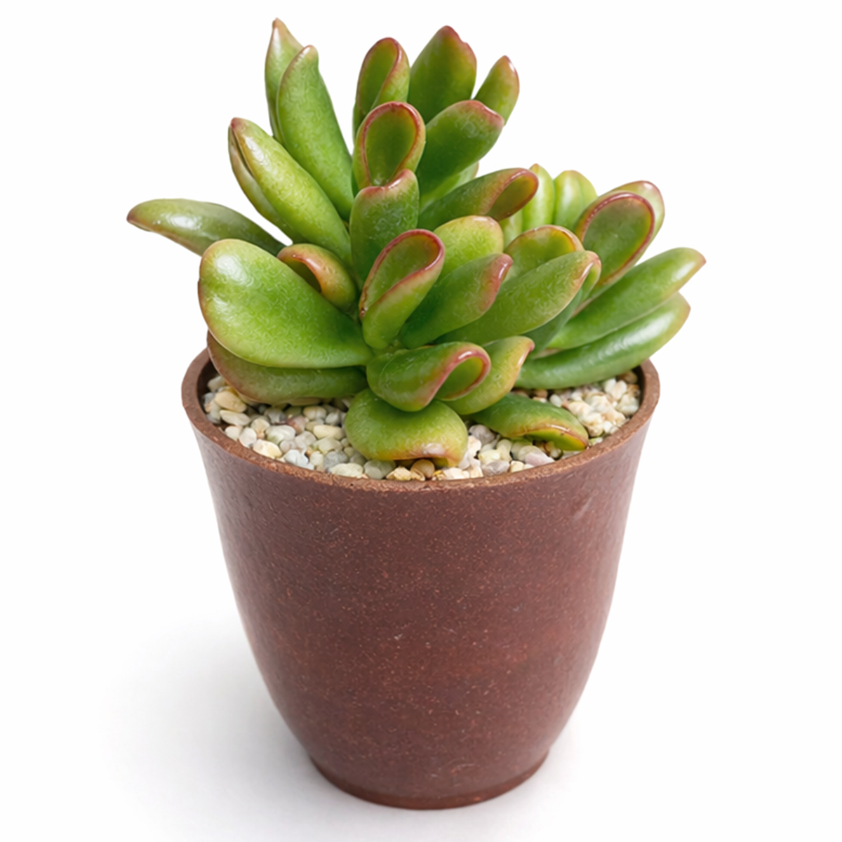 buy Crassula ovata 'Hobbit' Jade 2 inch live plant  online, hardy succulent houseplant, succulent for windowsill garden, nursery grown jade succulent