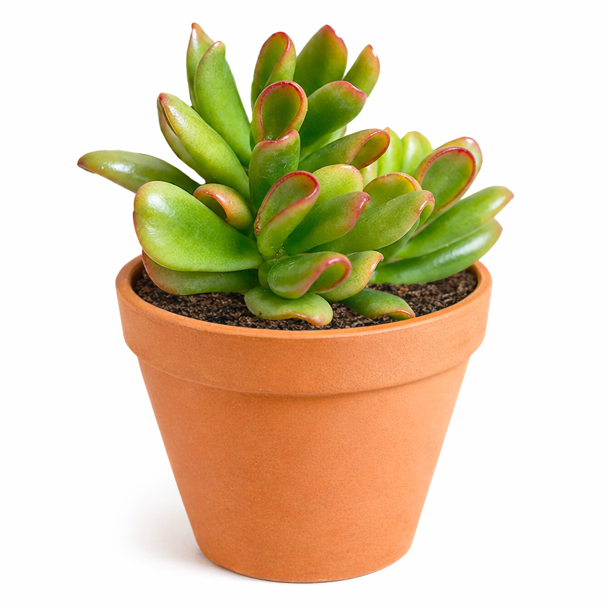 buy Crassula ovata 'Hobbit' Jade 2 inch live plant  online, decorative potted succulent plant, indoor bonsai succulent, evergreen succulent plant