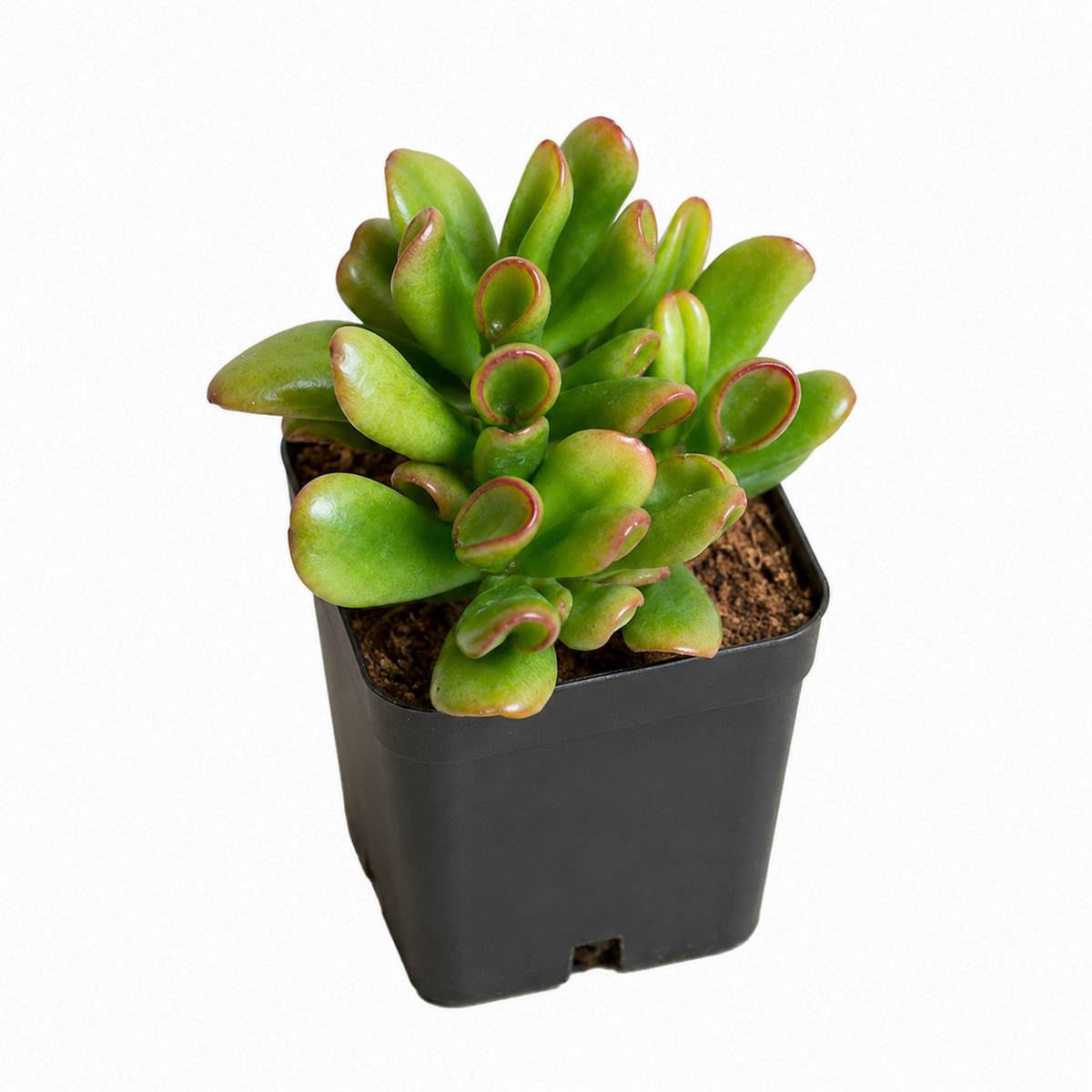 2 inch Crassula ovata 'Hobbit' Jade live plant for sale, ornamental succulent for desk decor, lucky jade plant succulent, low maintenance indoor plant