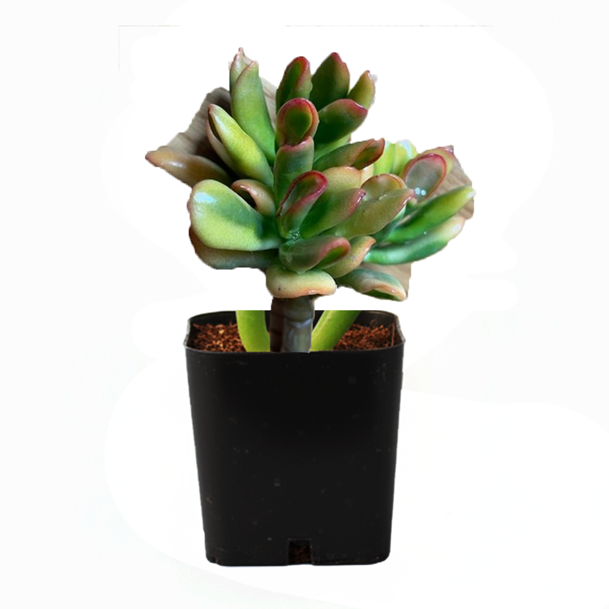 buy Crassula ovata 'Hobbit' Jade 2 inch live plant  online, ucculent for modern home decor, unique fantasy style succulent, compact branching jade plant