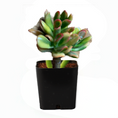 2 inch Crassula ovata 'Hobbit' Jade live plant for sale, succulent gift for plant lovers, sun loving jade succulent, unusual crassula succulent variety