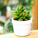2 inch Crassula ovata 'Hobbit' Jade live plant for sale, succulent gift for plant lovers, sun loving jade succulent, unusual crassula succulent variety
