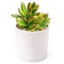 2 inch Crassula ovata 'Hobbit' Jade live plant for sale, succulent gift for plant lovers, sun loving jade succulent, unusual crassula succulent variety