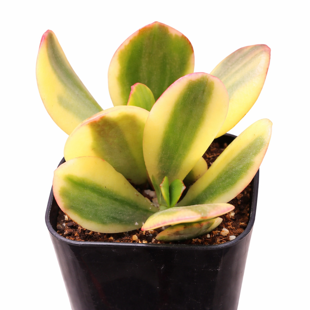 2 inch Crassula ovata f. variegata, green succulents, indoor succulents, succulent care guide, buy succulents online