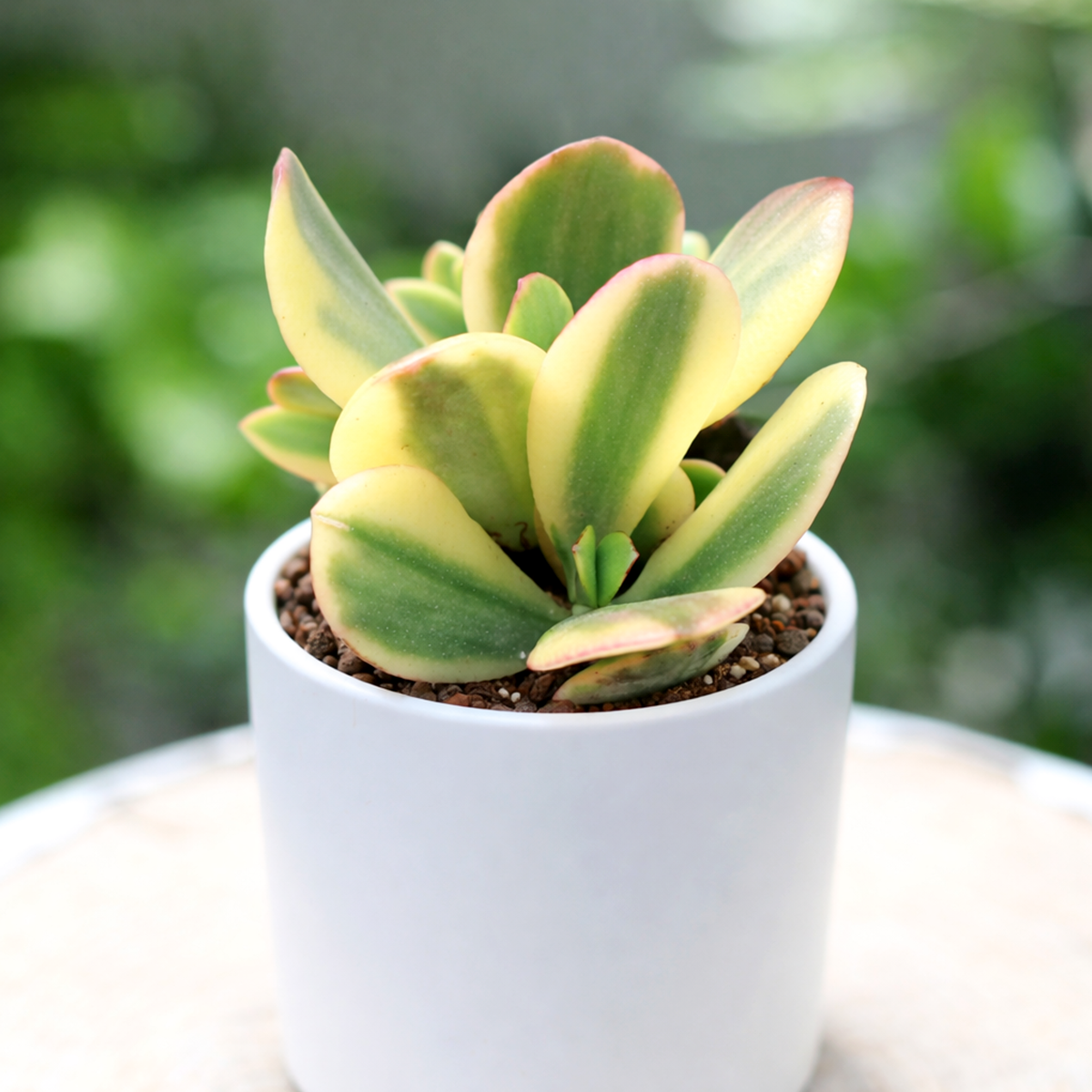 2 inch Crassula ovata f. variegata, green succulents, indoor succulents, succulent care guide, buy succulents online
