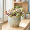 8-pack of 2" live plants for sale. Pick eight favorite plants and enjoy a variety of compact plants in 2" pots. Great for plant collections, gifting, decorating small spaces, and indoor gardening.