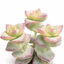 8-pack of 2" live plants for sale. Pick eight favorite plants and enjoy a variety of compact plants in 2" pots. Great for plant collections, gifting, decorating small spaces, and indoor gardening.