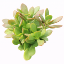 buy succulents online, rare succulent, succulent shop, unusual succulents, succulent store, succulents online