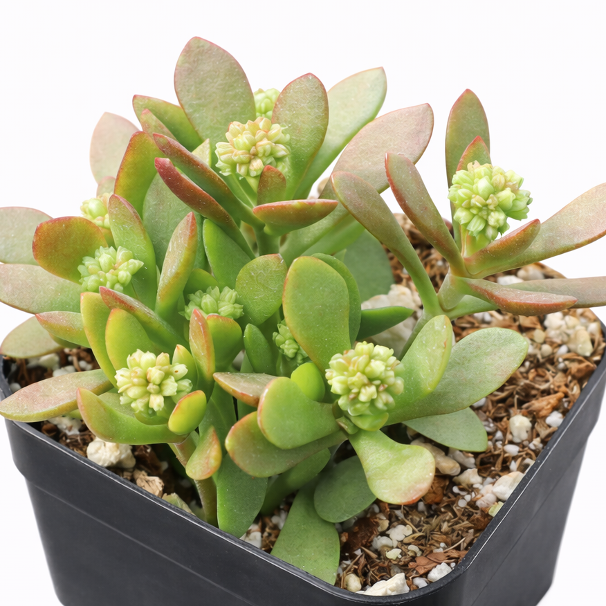 Crassula pubescens ssp. radicans in California, How to grow Crassula pubescens ssp. radicans, rare succulents, rare succulents for sale, unique succulents