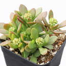 buy succulents online, rare succulent, succulent shop, unusual succulents, succulent store, succulents online