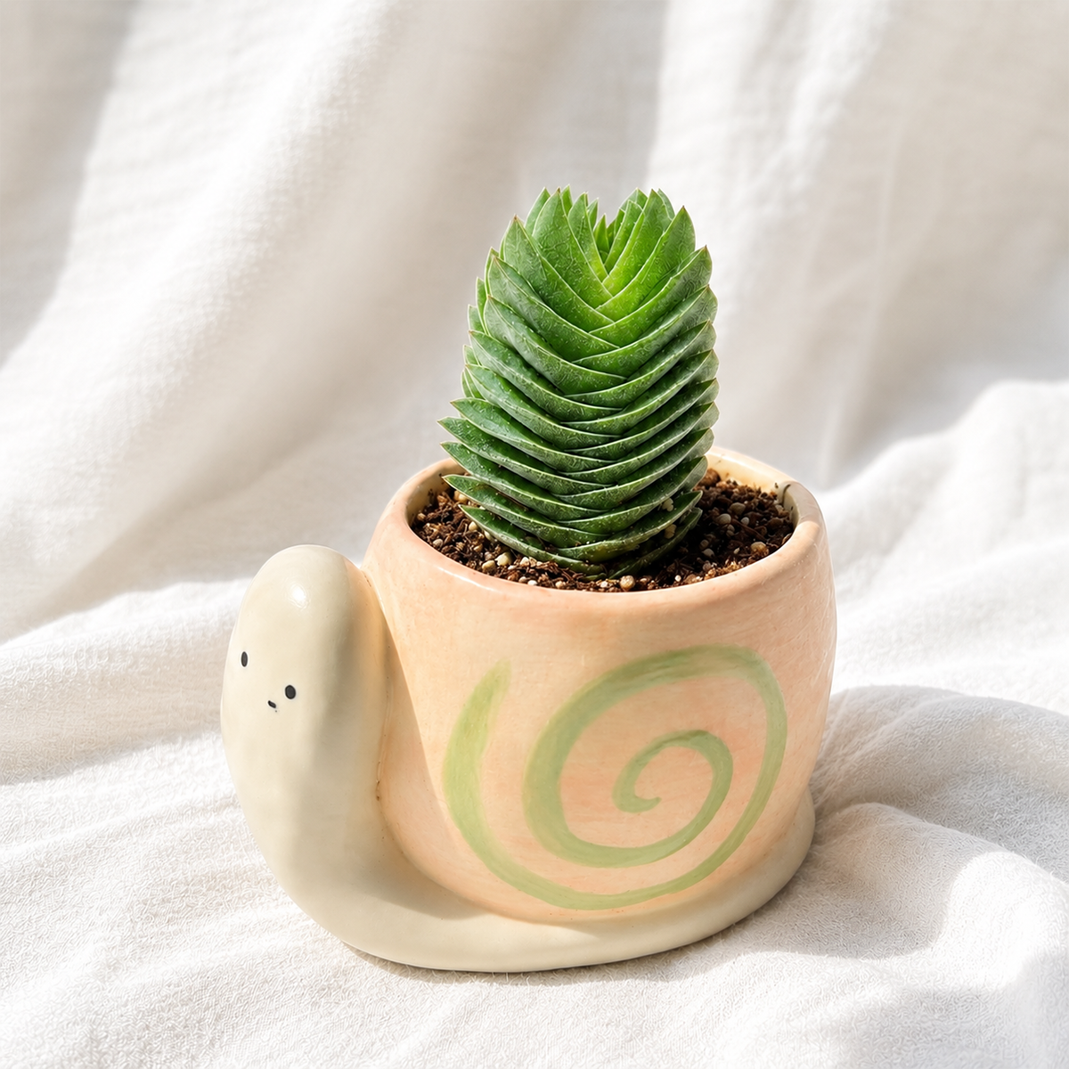 buy Crassula pyramidalis 'Buddha's Temple' 2 inch online, decorative potted Crassula, square stacked leaf succulent, exotic collector succulent, geometric succulent centerpiece, nursery grown succulent plant, thick leaf ornamental succulent, succulent for container gardens and rock gardens