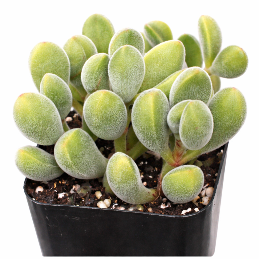 2 inch Crassula rogersii, green succulents, indoor succulents, succulent care guide, buy succulents online