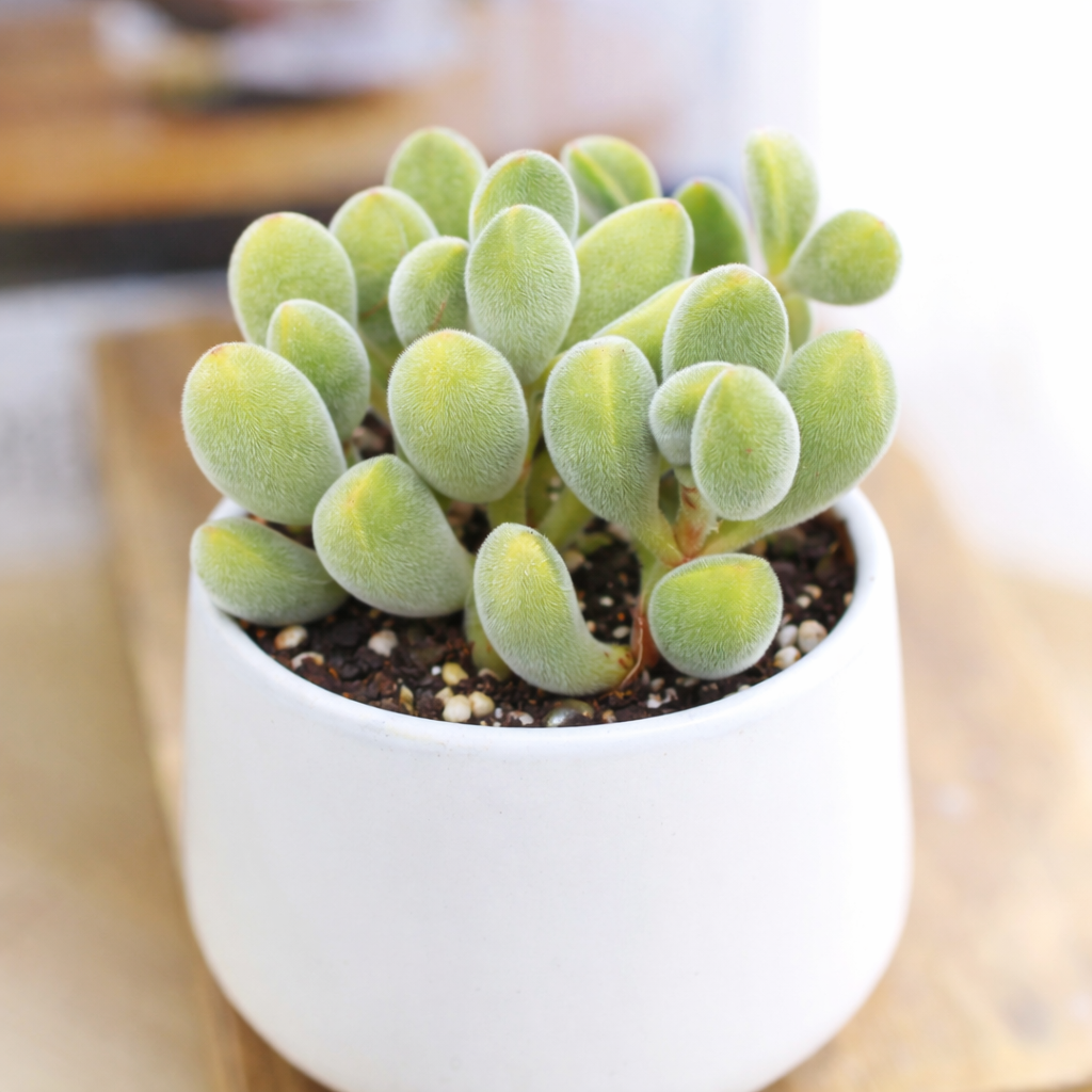 2 inch Crassula rogersii, green succulents, indoor succulents, succulent care guide, buy succulents online