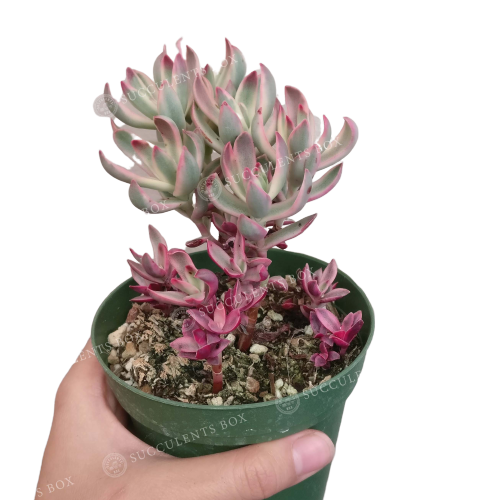 candy succulents Crassula Candy Cane Rubricaulis Succulent | Succulent Care Guide