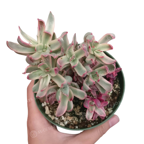 candy stick plant succulent Crassula Candy Cane Rubricaulis