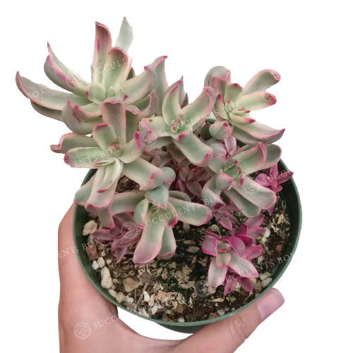 crassula rubricaulis, crassula candy cane, succulent subscription, indoor succulents, succulents shop in California, how to grow succulents, succulent plant, Succulents shop near me, Succulents, succulents garden, crassula candy cane in California, How to grow crassula candy cane, crassula, crassula plant, crassula succulent, crassula types, crassula varieties, types of crassula, crassula species, crassulas, succulent crassula