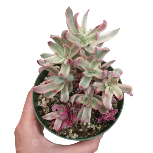 crassula rubricaulis, crassula candy cane, succulent subscription, indoor succulents, succulents shop in California, how to grow succulents, succulent plant, Succulents shop near me, Succulents, succulents garden, crassula candy cane in California, How to grow crassula candy cane, crassula, crassula plant, crassula succulent, crassula types, crassula varieties, types of crassula, crassula species, crassulas, succulent crassula