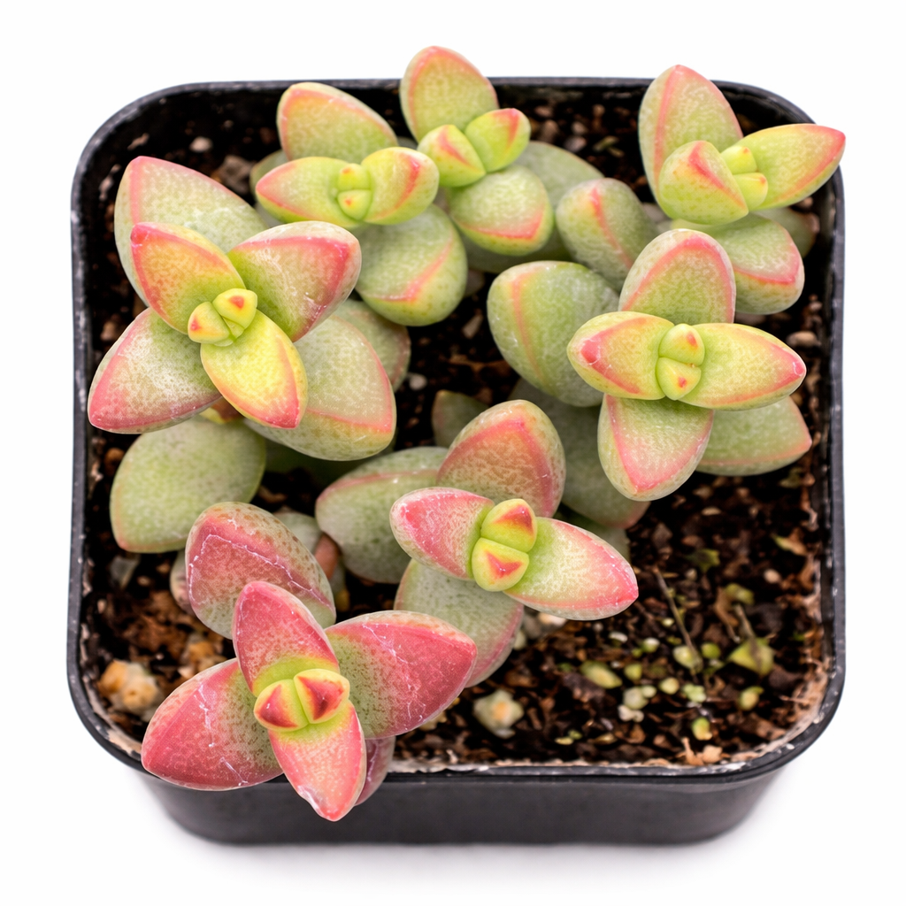 2 inch Crassula rupestris var. monticola , green succulents, indoor succulents, succulent care guide, buy succulents online