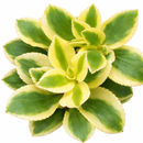 2 inch Crassula sarmentosa f. variegata, green succulents, indoor succulents, succulent care guide, buy succulents online